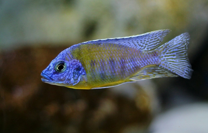 Protomelas sp. 'steveni imperial' Nkhata Bay